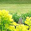 Cotinus coggygria 'Ancot' PP#13,082 (Golden Spirit [TM])