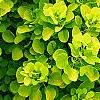 Cotinus coggygria 'Ancot' PP#13,082 (Golden Spirit [TM])