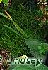 Cotinus coggygria 'Ancot' PP#13,082 (Golden Spirit [TM])