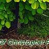 Cotinus coggygria 'Ancot' PP#13,082 (Golden Spirit [TM])