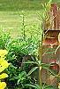 Cotinus coggygria 'Ancot' PP#13,082 (Golden Spirit [TM])