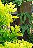 Cotinus coggygria 'Ancot' PP#13,082 (Golden Spirit [TM])