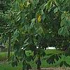Asimina triloba, habit
