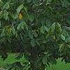 Asimina triloba, habit