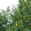 Asimina triloba, habit