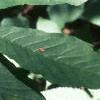 Asimina triloba, leaves