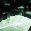 Asimina triloba, leaves