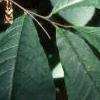 Asimina triloba, leaves