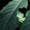 Asimina triloba, leaves