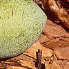 Asimina triloba