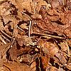 Asimina triloba