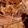 Asimina triloba