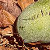 Asimina triloba
