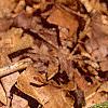 Asimina triloba