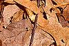 Asimina triloba