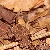 Asimina triloba