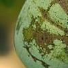 Asimina triloba
