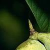 Asimina triloba, fruit