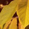 Asimina triloba, fall color