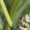 Eryngium yuccifolium, flowers