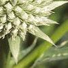Eryngium yuccifolium, flowers