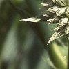Eryngium yuccifolium, flowers