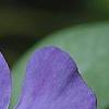 Vinca minor 'Bowles Variety', flowers
