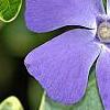 Vinca minor 'Ralph Shugert', flowers