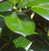 Ilex cornuta 'Burfordii'