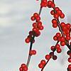 Ilex decidua, fruit