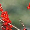 Ilex decidua, fruit