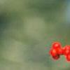 Ilex decidua, fruit