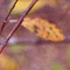 Ilex montana, fruit