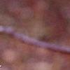 Ilex montana, fruit