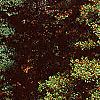 Ilex opaca