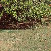 Ilex opaca