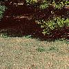 Ilex opaca