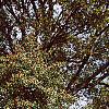 Ilex opaca