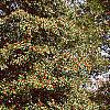 Ilex opaca
