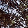 Ilex opaca