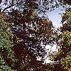 Ilex opaca