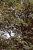 Ilex opaca