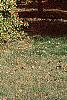 Ilex opaca