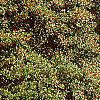 Ilex opaca