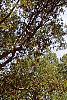 Ilex opaca
