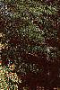 Ilex opaca