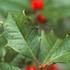Ilex opaca, fruit