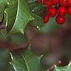 Ilex opaca, fruit