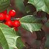 Ilex opaca, fruit
