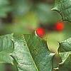 Ilex opaca, fruit